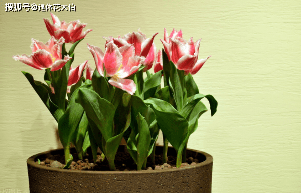 d19785e7330a46eda124554f7dae75ce.png