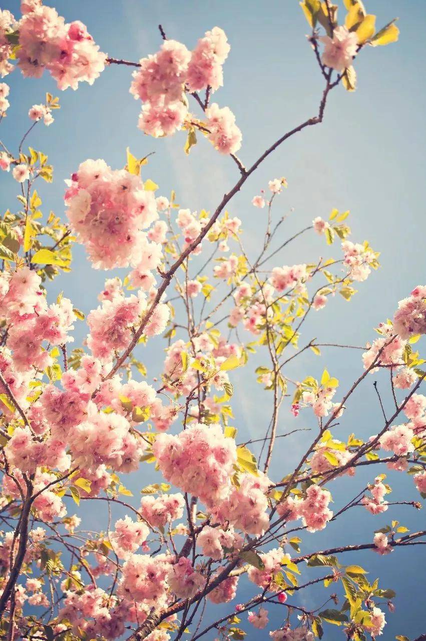 【小林推荐|三月樱花】幕燕滨江樱花季来袭，春天“樱”你而美丽！