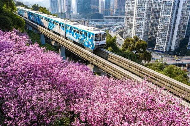 开往春天的列车，重庆又双叒叕火了！