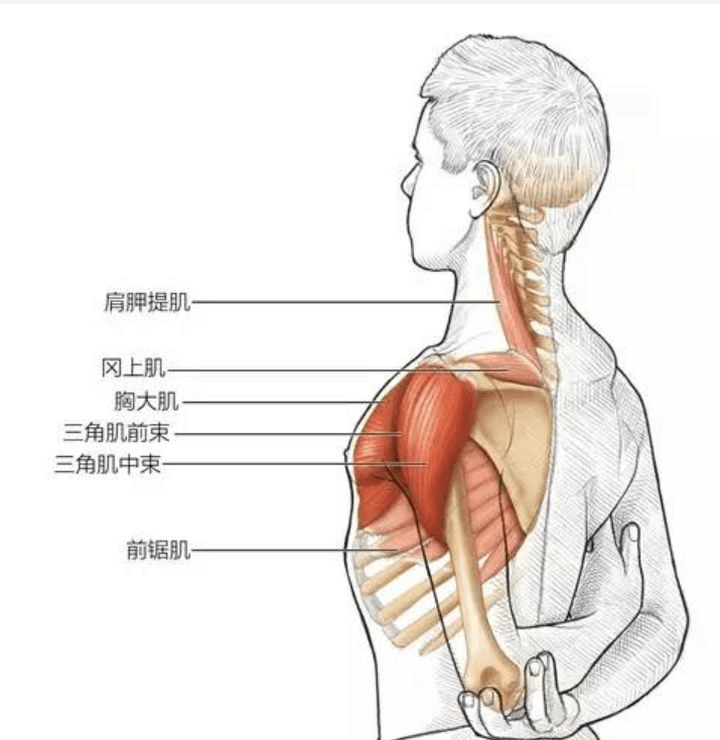 荒野健康:上班族日常有哪些方法可以緩解肩頸後背的疲勞?