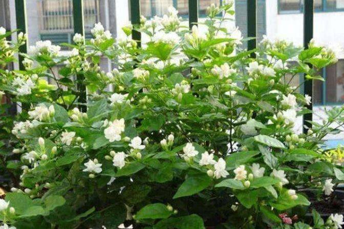 四季能种的植物 b963041289054be39c56f5ba14ea3d33.jpeg