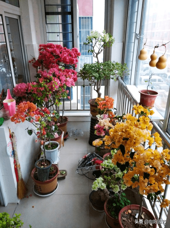 三角梅用多大花盆 e132417f4cba419d971e1aa7b1f26839.png