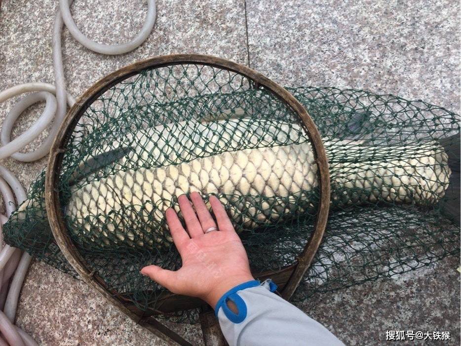 怎么都叫棒子呢?_青鱼