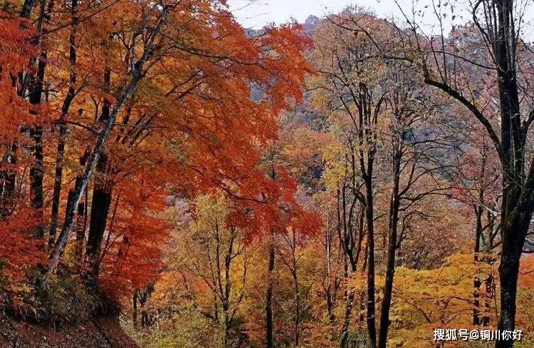 深秋的山林，唯美的景色