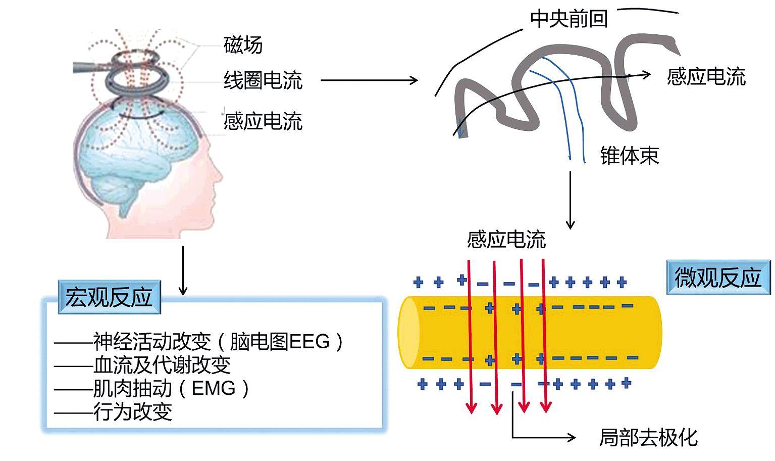 月经的原理什么_不来月经吃什么药(2)