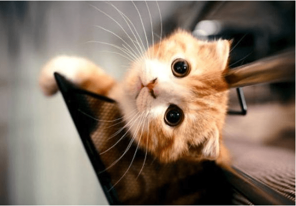 可以咬猫咪的耳朵吗 0f495c83af5e4c2ca93293d5fd3d5c48.png