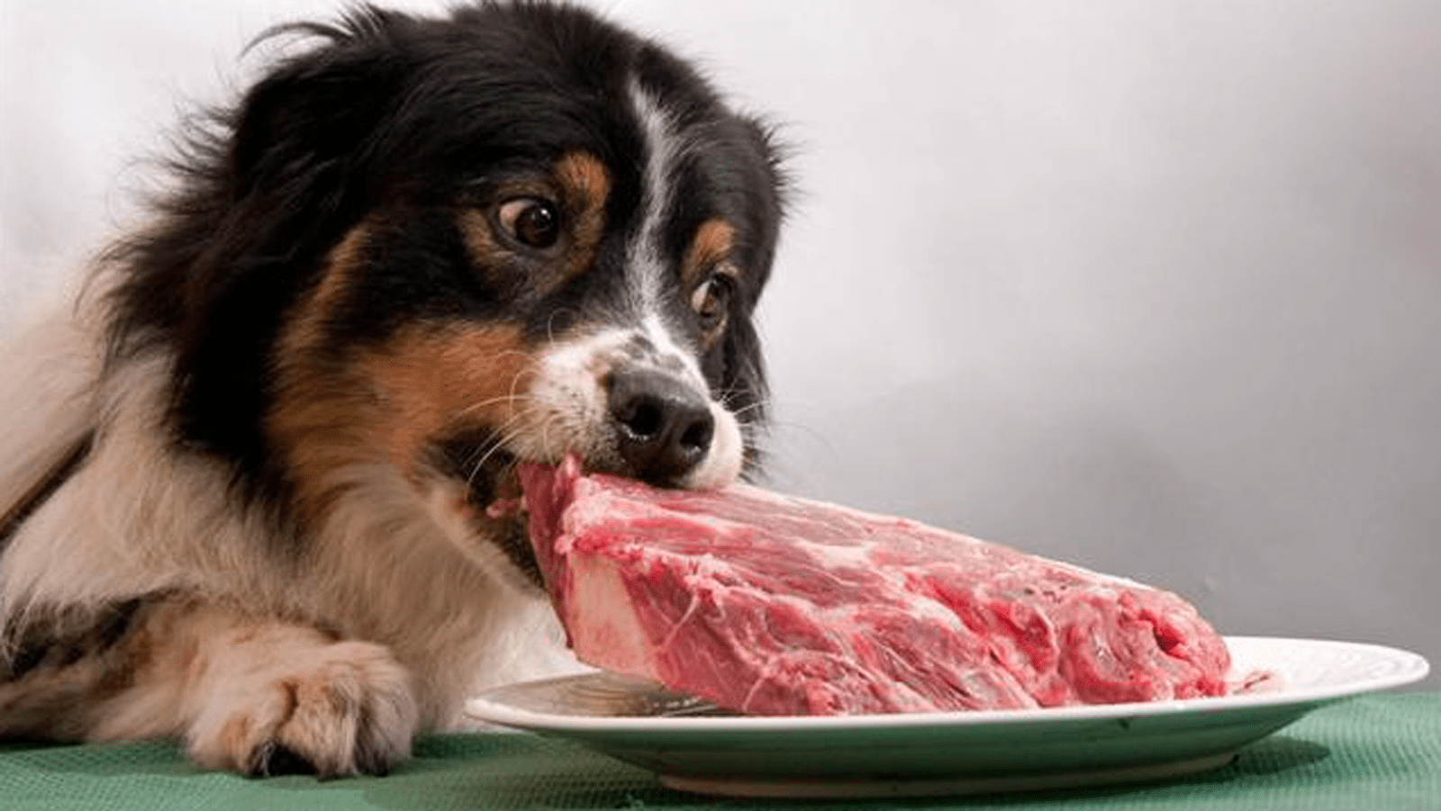 狗能吃生肉,但不建议吃,因为吃生肉有这些隐患_狗狗