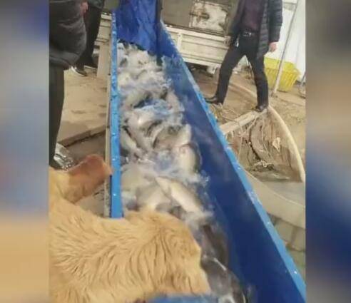 狗狗見到一堆魚被投放，見魚就咬，牙齒咬疼還沒逮到魚！ 萌趣萌寵 第2张