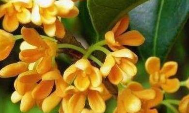 学会这5个诀窍 你的四季桂花想不开花都难 植株