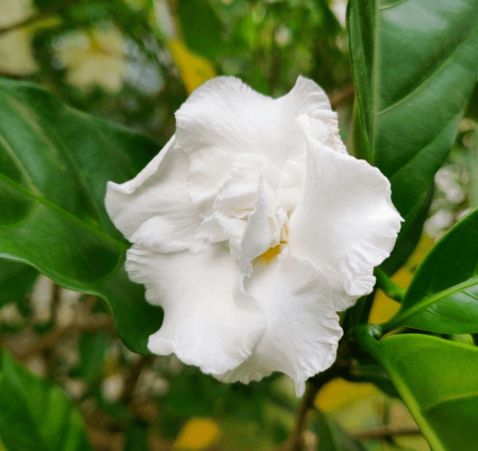 这种花名字虽土 开花却很美 像极了茉莉花 花友