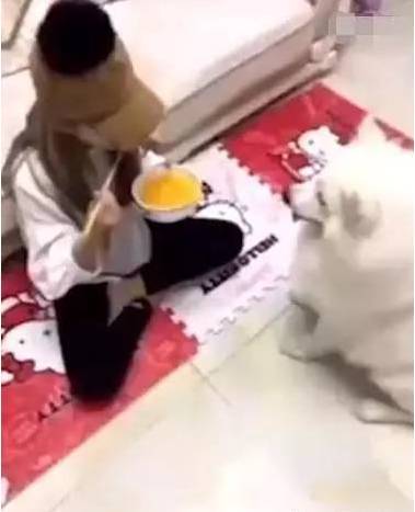 主人在吃飯，薩摩轉身就叼來這麼個東西你是成精了麼？ 萌趣萌寵 第2张