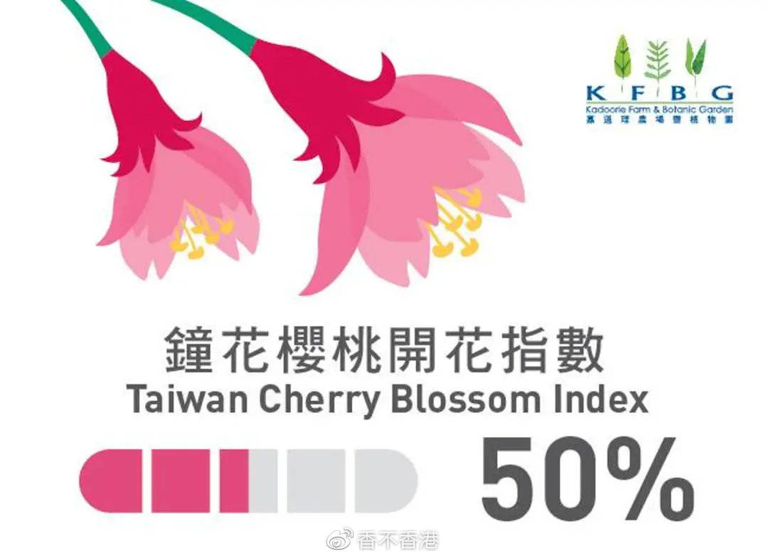 原创没桃花看看樱花还不行香港高校附近有哪些赏樱好去处