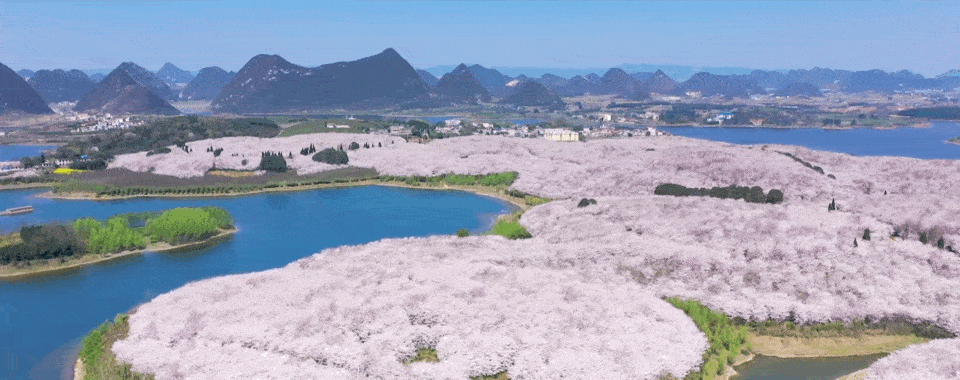 媲美武汉，胜过日本，贵州第一场浪漫樱花免费开放！