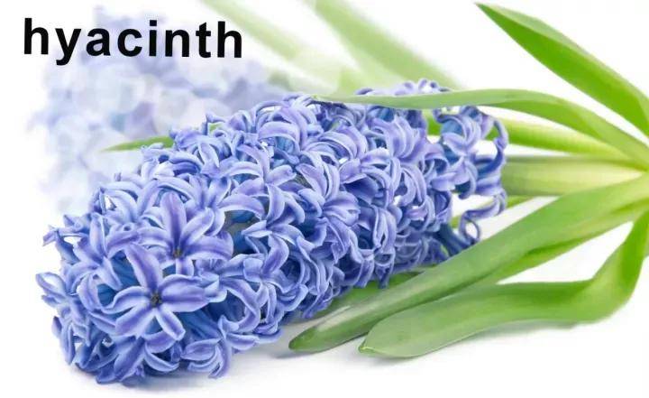 开花英语怎么说可不是openflower