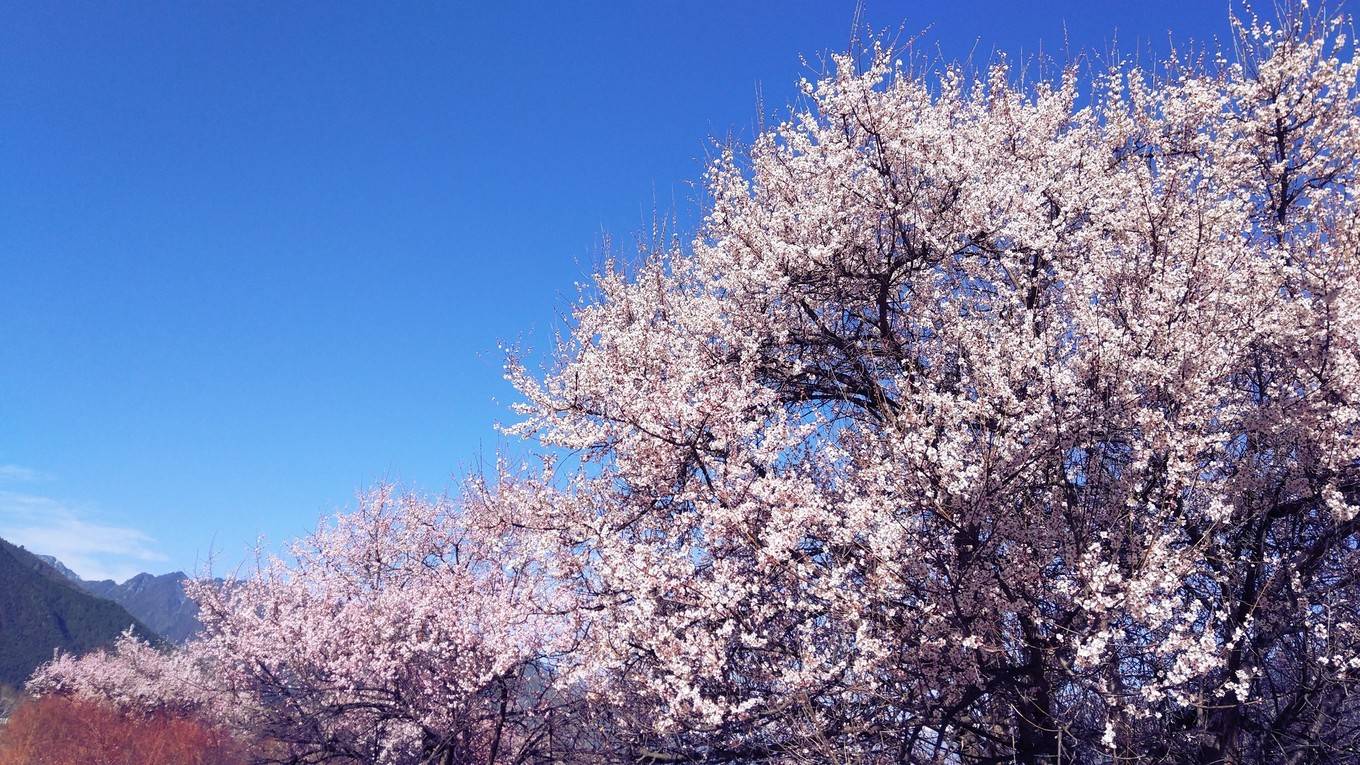 什么是春天？那是桃花漫山的西藏小众美景