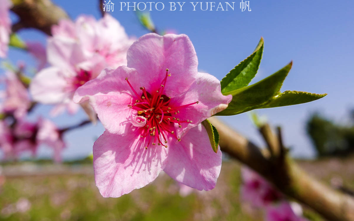 潼南赏花地图：郭坡村的桃花开了，工作人员却说桃子熟了来随便吃