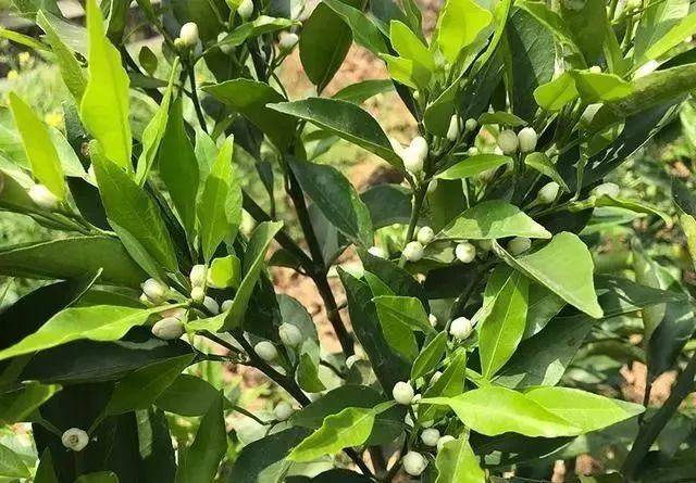 【村宝网】柑橘春梢期,如何管理,促进营养供给