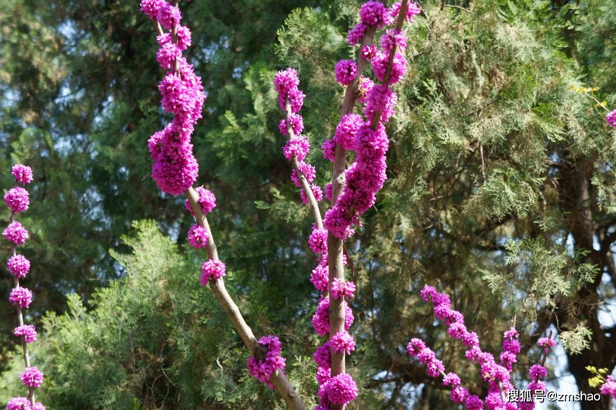 欣赏紫荆条