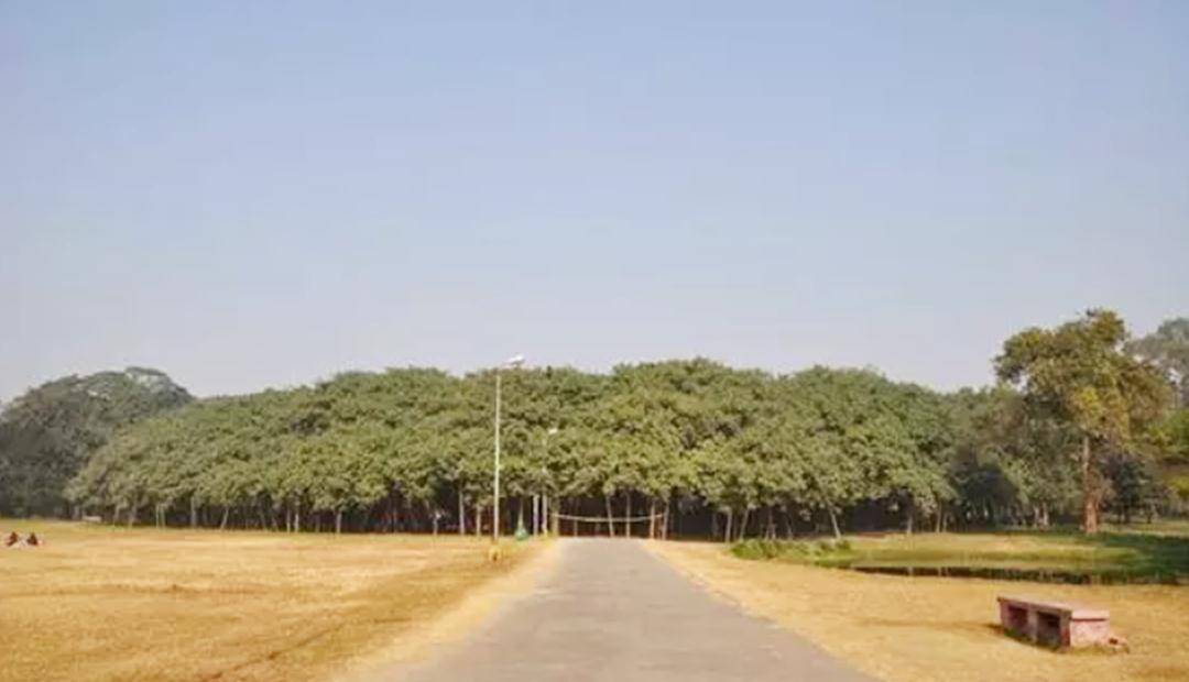 世界上“霸气”的一棵树，占地15000平方米，做到了“独木成林”！