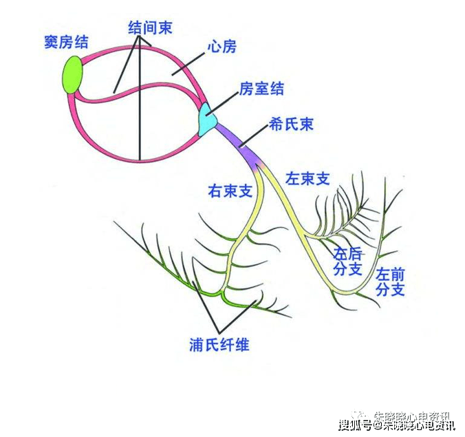 那些分不清的传导阻滞_房室