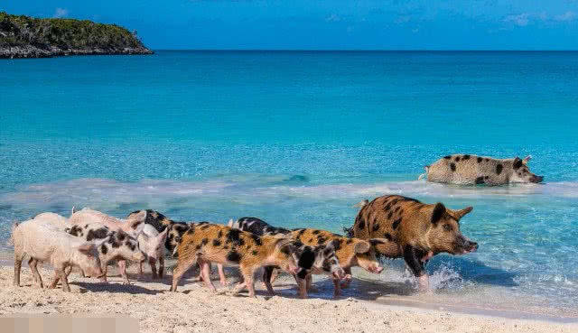 世界最怪的小岛，被称为“猪岛”，游客：哪里旅游美女是最多的