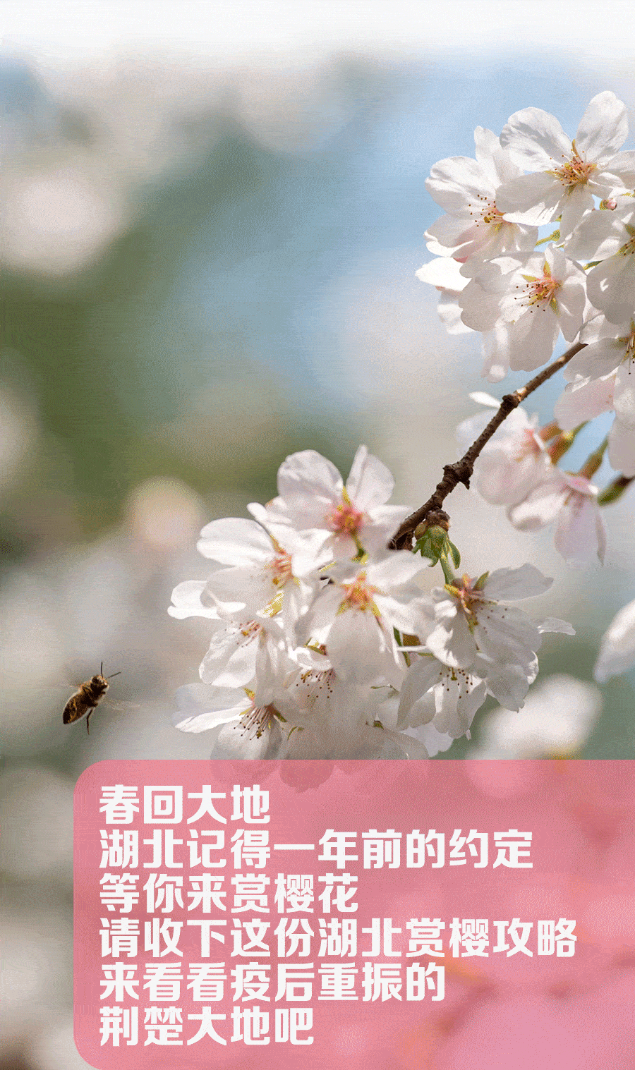100万张旅游惠民券免费送！@全国人民，湖北邀您共赴“樱花之约”！