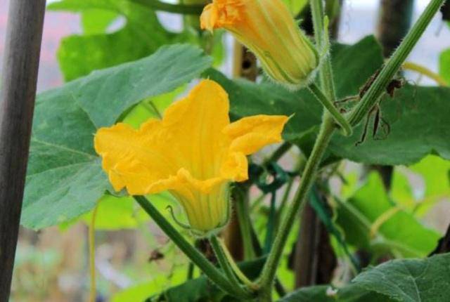 南瓜花雄雌花照片 搜狗图片搜索