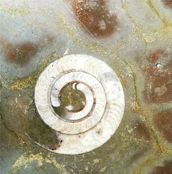 原创为什么水母这类软体动物,也能形成化石?大自然自有"答案"