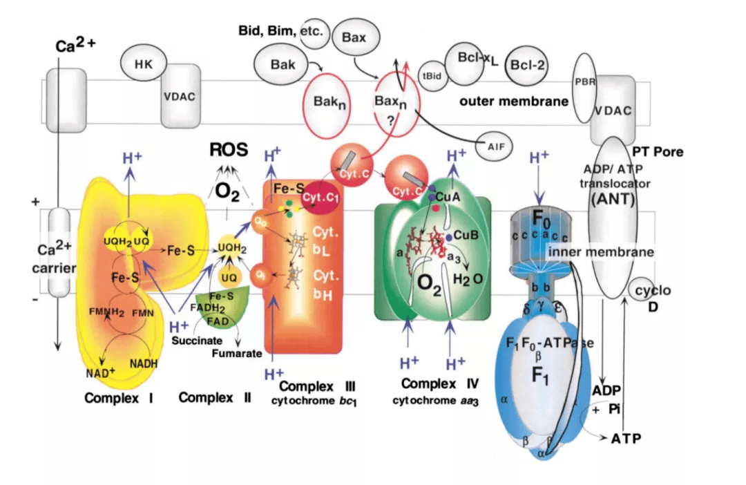 安德烈瑞欧那朵玫瑰小提琴曲谱(2)