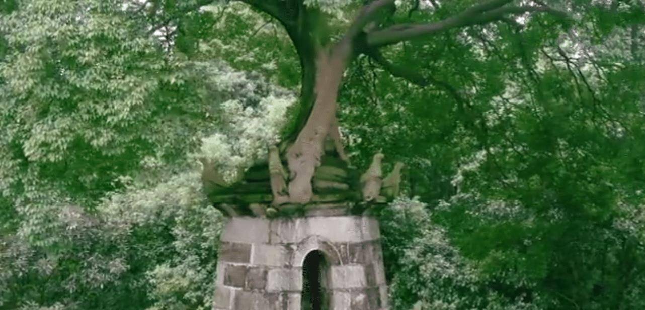 湖南这个神奇的“塔顶树”，外面看不到根须，内部别有洞天