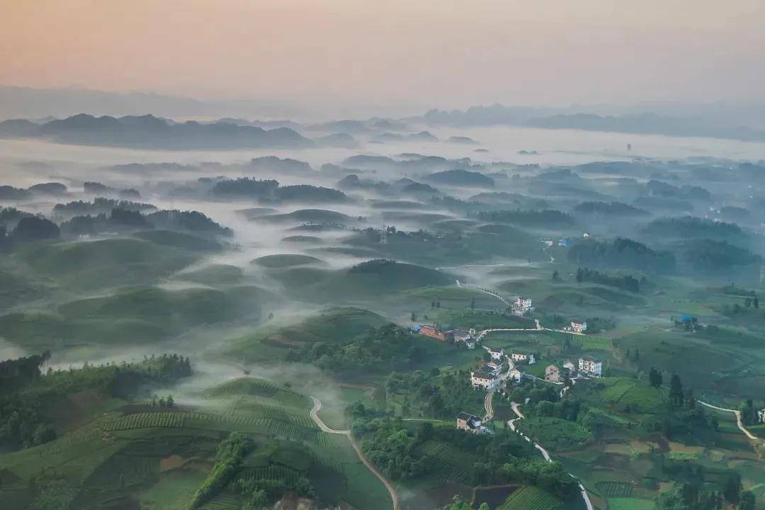 湄潭兴隆镇经济总量_湄潭翠芽图片