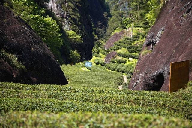 武夷岩茶正岩山场之三坑两涧