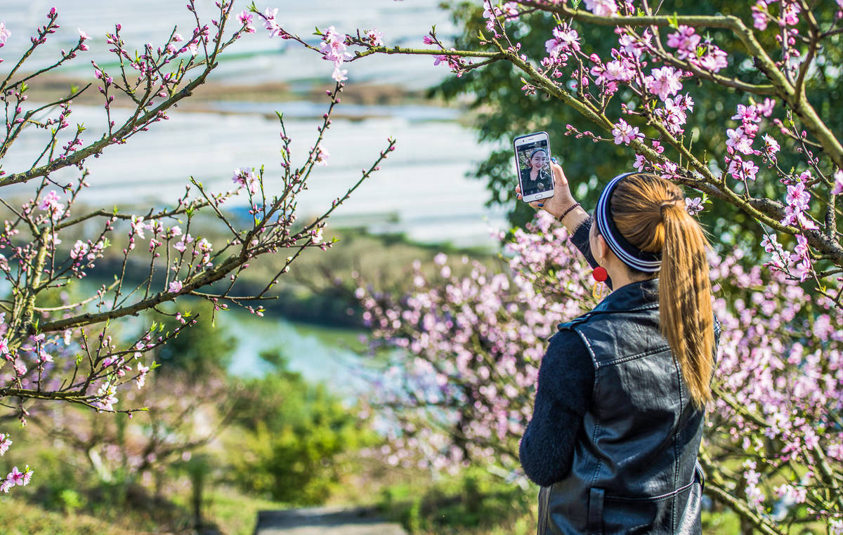 重庆最美的桃花观赏地，潼南半坡山桃树已花开成海，真的太美啦