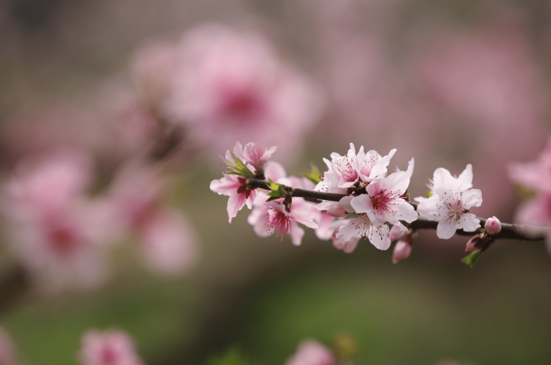 "色香味"俱全,成都东部新区首届东麓桃花季浪漫来袭