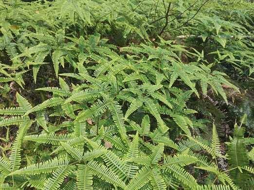 芒萁以前觉得只能烧火想不到还能用它来探寻黄金