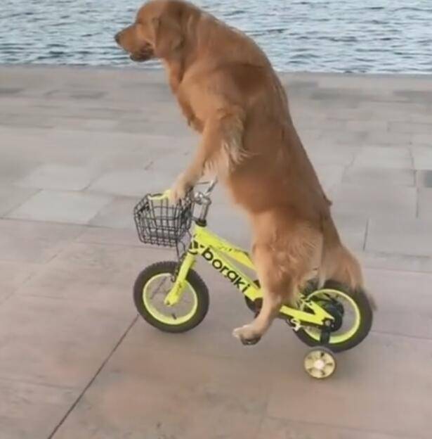 金毛骑自行车很牛,一路踩着不掉链,成精了!_狗狗