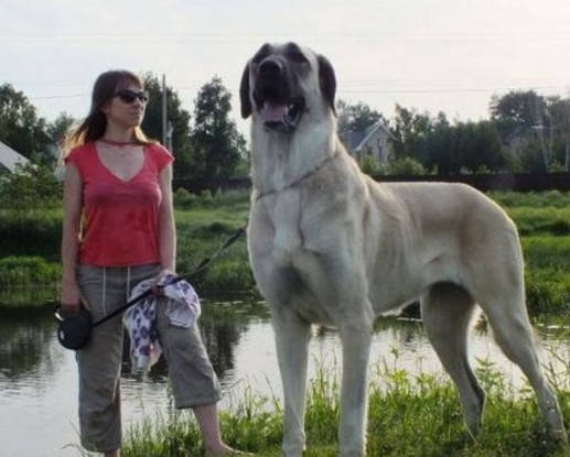 全球惡狗排行榜，「戰神」比特犬第二，中國藏獒沒上榜！ 萌趣萌寵 第1张