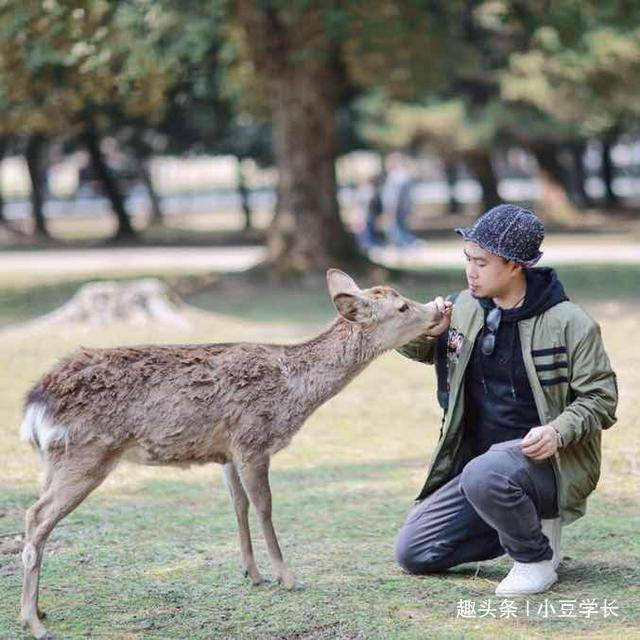 日本奈良随处可见的小鹿，有饼干就靠过来，最可爱的动物之一