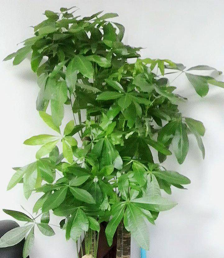 发财树怕干燥吗 8858c07e00804a438029442a53c758a1.jpeg