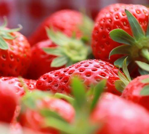 保定草莓季，和朋友一起去宝生摘草莓喽！感受“莓”好十足！