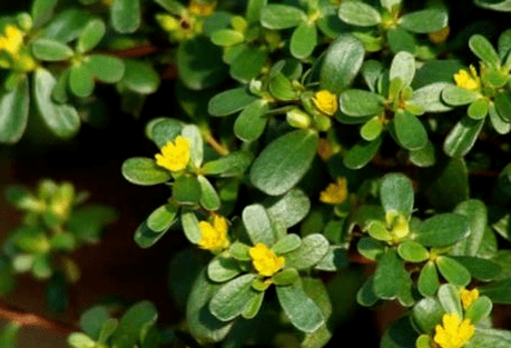 菜园的多肉植物 从叶到根都能吃 遇到了别迟疑 包饺子是一绝 马齿苋