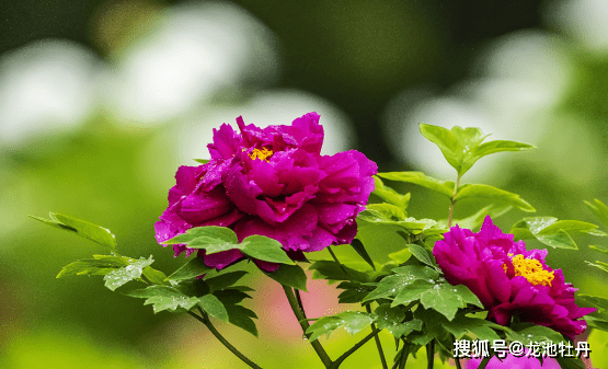 龙池牡丹 在菏泽 牡丹花开出一条致富路 产业