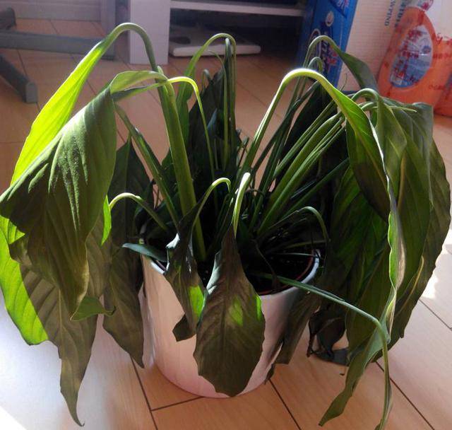 盆栽缺水萎蔫后,浇水要讲究方法,盲目浇水只会帮倒忙_植物