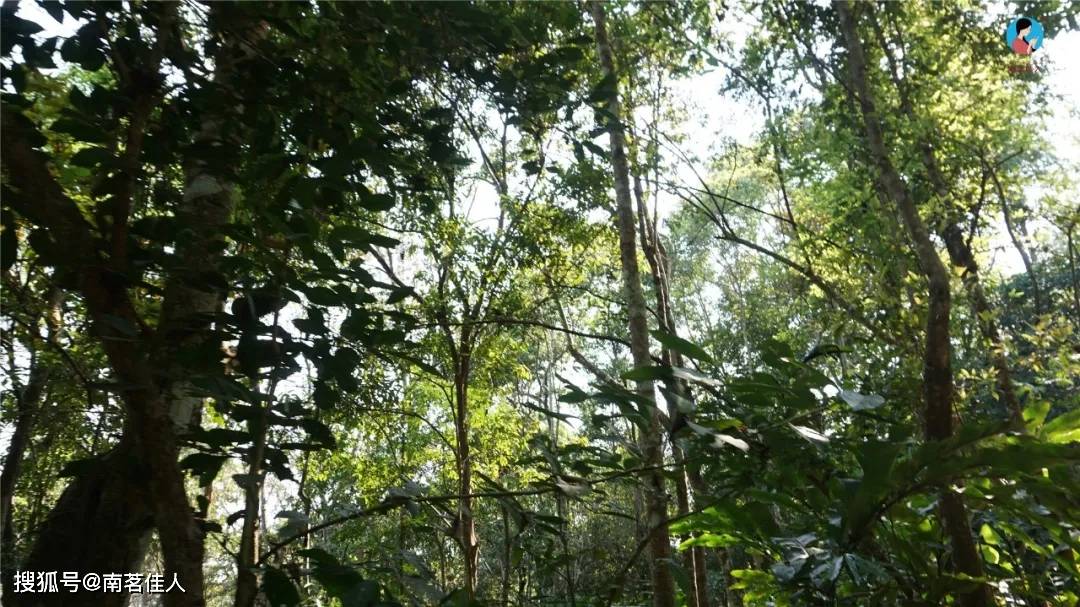 2021年第6季茶山行｜日记5：堪比薄荷塘的桃子寨高杆古茶园，真是原始森林！