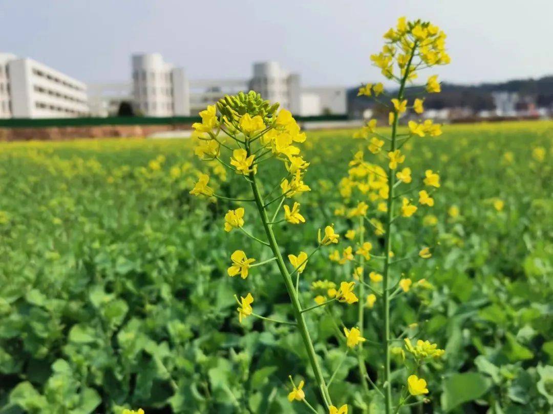 水东镇虎岗村和谐钟塔旁目之所及皆是美景这片如画般的油菜花田水东镇