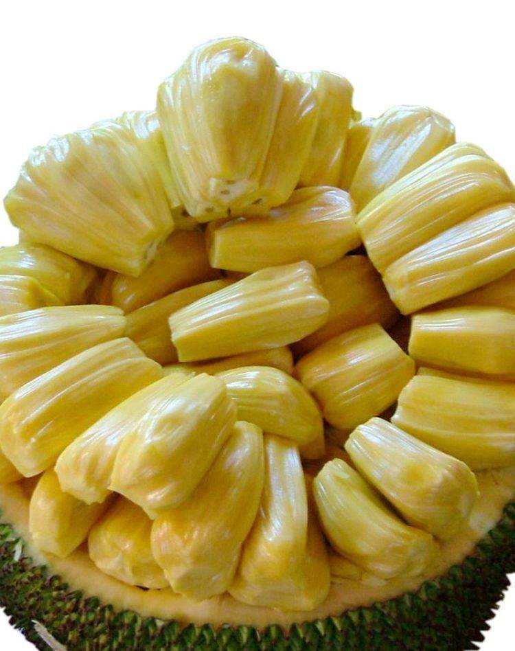 菠萝蜜菠萝蜜是一种生长在热带的水果，含有人体所需的维生素和矿物质，