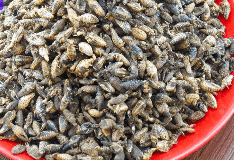 沙水牛昆虫图片