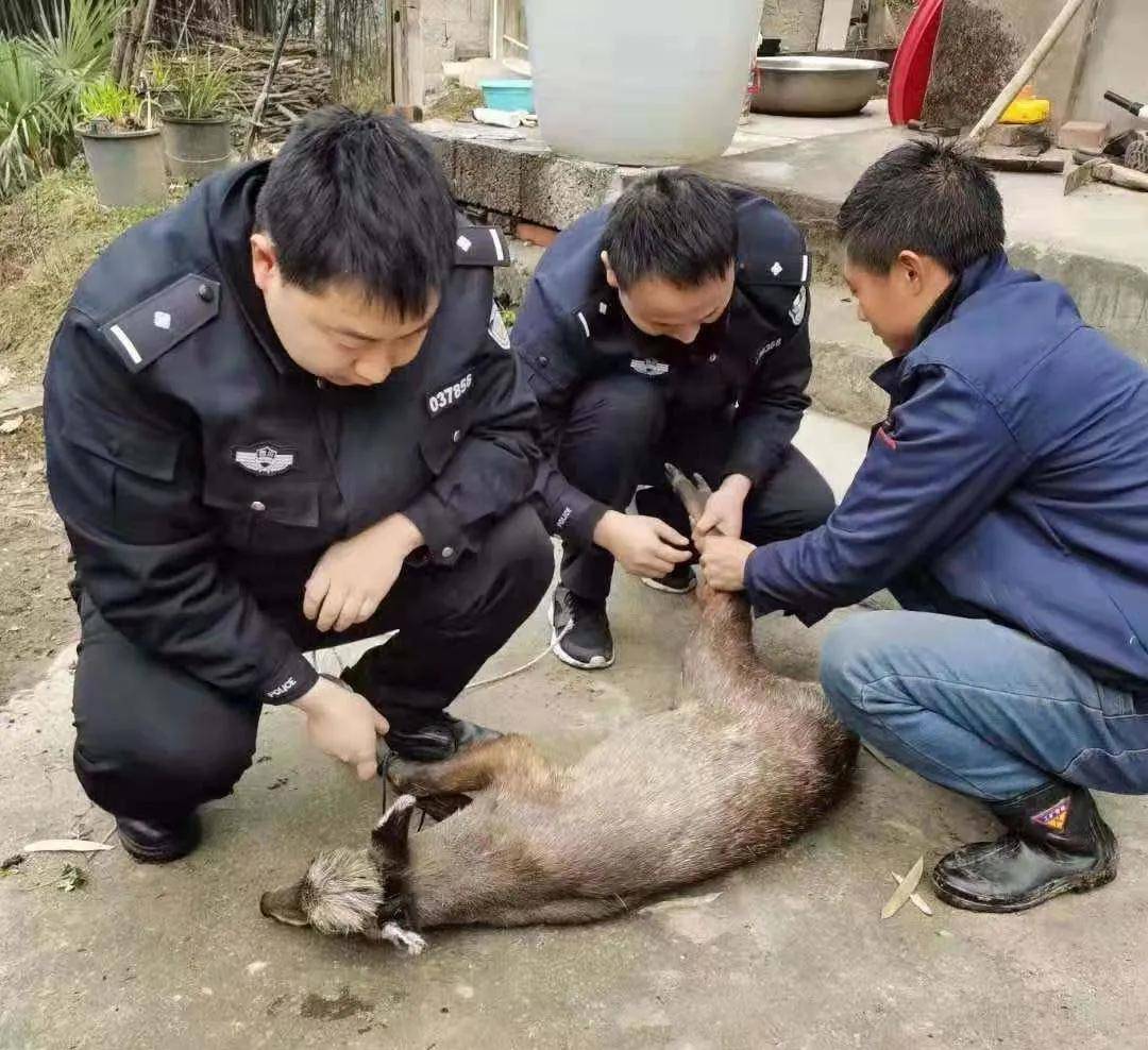 随后,民警和林业部门工作人员,对青麂的外伤进行了处