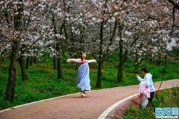 【图集】贵安：周末踏春赏樱花