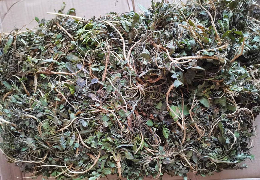 婆婆丁与荠菜的区别 70e69c812f544b8fbc4701be1cab921e.jpeg